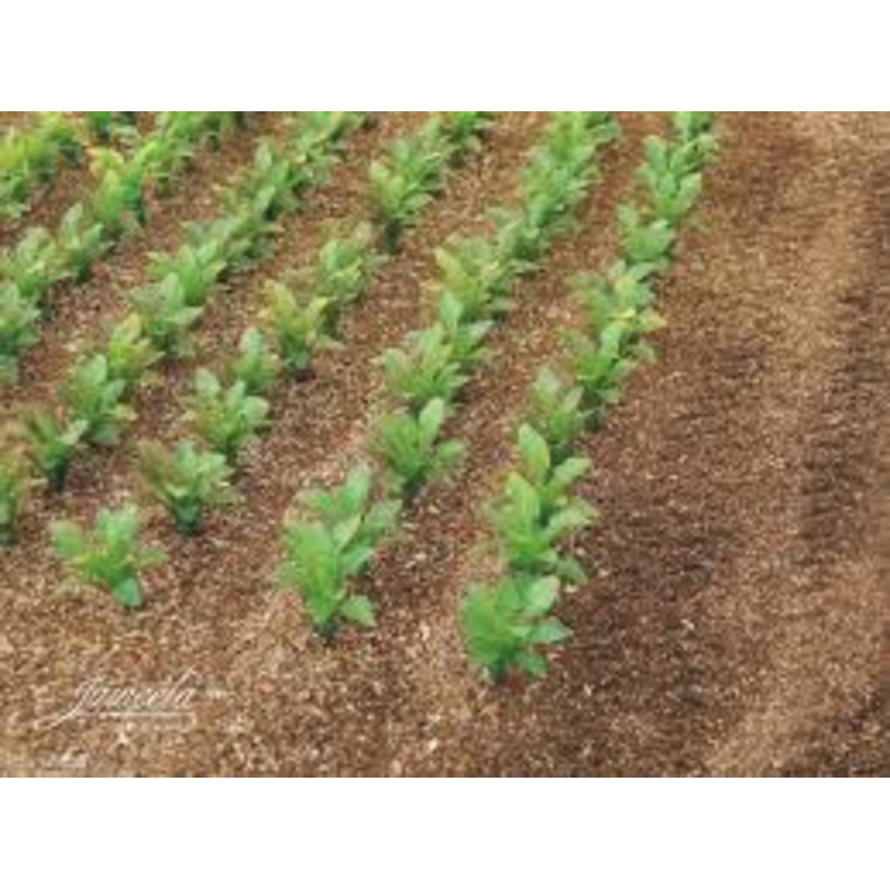JL23386 Juweela Sugar Beet Plants (25 x Plants)