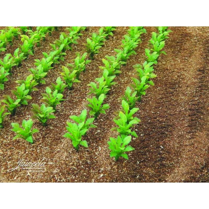 JL23387 Juweela Sugarbeet Plants (approx 2cm high) 50 Pcs