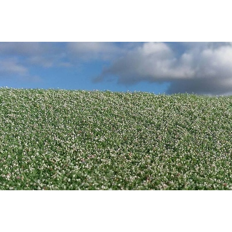 Model Scene F460 Blooming poppy field